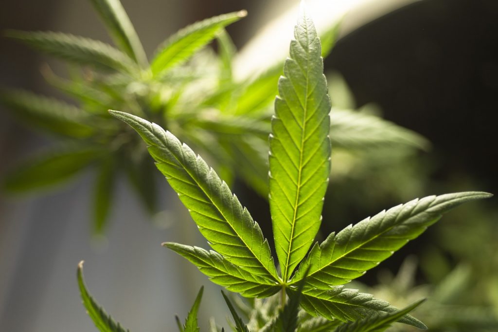 marijuana-leaf-g9307e31da_1280