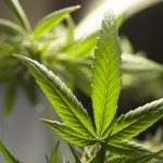marijuana-leaf-g9307e31da_1280