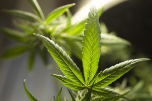 marijuana-leaf-g9307e31da_1280